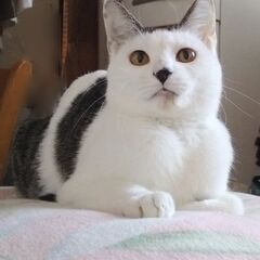 急募。頭黒からだ白キジの1歳の女の子