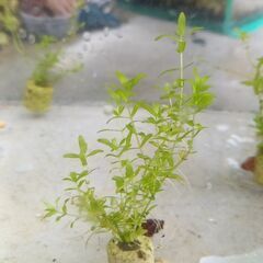 熱帯魚、水草、パールグラス15センチ位
