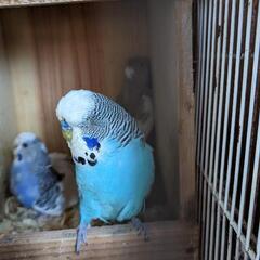 セキセイインコ　雛