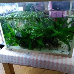 水槽、水草セット