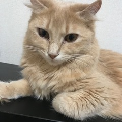 茶色のアメリカンカールちゃん − 千葉県