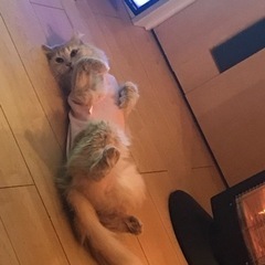 茶色のアメリカンカールちゃん - 里親募集