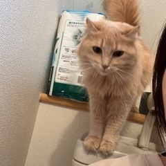 茶色のアメリカンカールちゃん - 猫