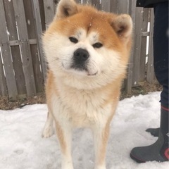 一旦募集締切ります　秋田犬