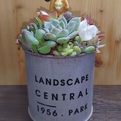 ★多肉植物寄せ植え 101★