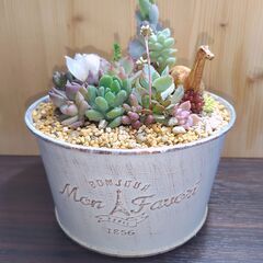 ★多肉植物寄せ植え 102★