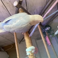 コザクラインコ