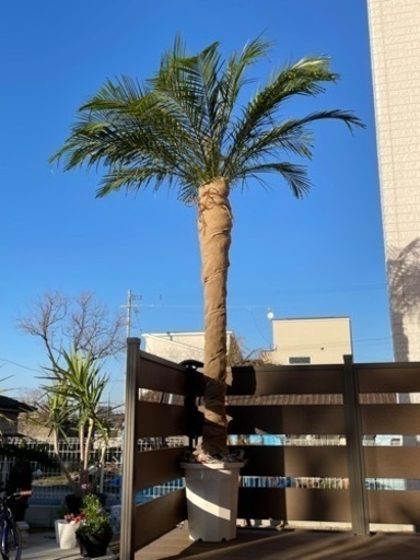 ヤシの木　フェニックス　2.5m 値下げ