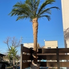 ヤシの木 フェニックス 2.5m 値下げ