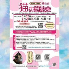 横浜市泉区　猫の譲渡会　主催にゃぶ　2023年3月