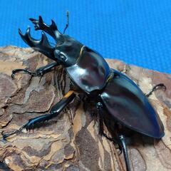 『お取引完了』ヤエヤママルバネクワガタ　幼虫5頭　No.3の画像