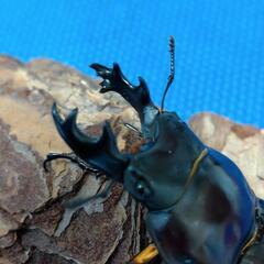 『お取引完了』ヤエヤママルバネクワガタ　幼虫5頭　No.3の画像