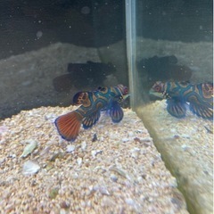 マンダリン　海水魚　熱帯魚の画像