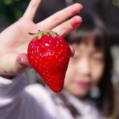 【横浜港北】いちご収穫体験！お土産いちご1パックプレゼント♪｜2...