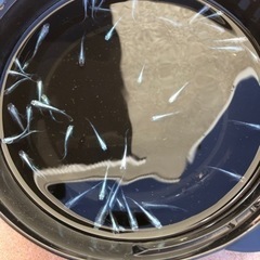 幹之メダカの画像