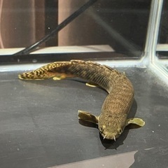※募集中※ポリプテルス　パルマス