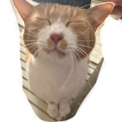 ふてにゃん系　茶トラ白猫さん