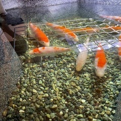 ‼️SALE‼️【日程相談中】錦鯉5匹　餌付き