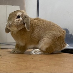 うさぎ　ロップイヤー　オス　5歳