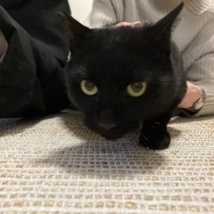 くろねこくん − 愛知県