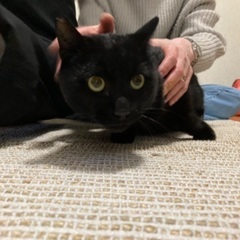 くろねこくん - 猫