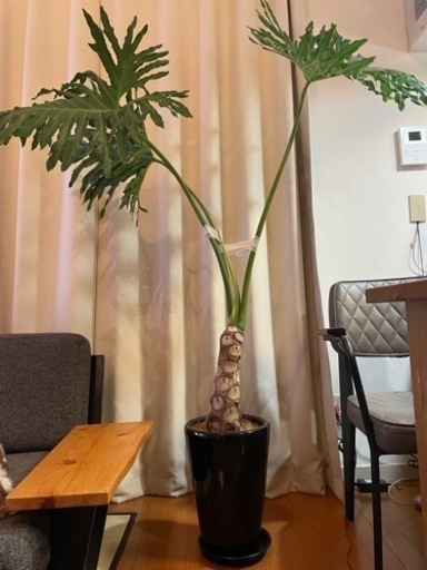 【観葉植物セローム　根上がり　陶器鉢付き】