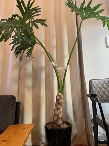 【観葉植物セローム　根上がり　陶器鉢付き】
