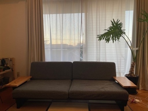 【観葉植物セローム　根上がり　陶器鉢付き】