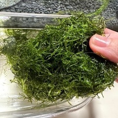 （取り引き中）水草（ウィローモス）いっぱい