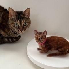 羊毛フェルト教室の画像