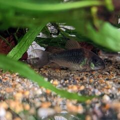 熱帯魚　コリドラスセット　ステルバイ　ベネズエラオレンジ　ソダリス他