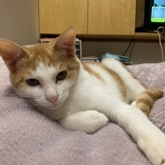 ゴロスリの甘えたさん三輪ちゃんトライアルに！