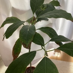 アボカド　苗の画像