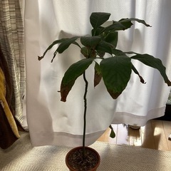 アボカド　苗