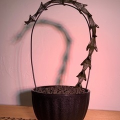 SOLDOUT「ドラゴンプランツ」珍種植物　ガガイモ　セロペギア...