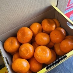 みかんの画像