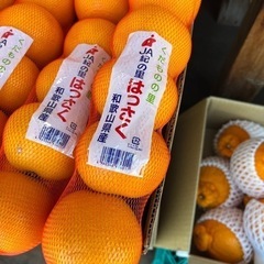 はっさくの画像