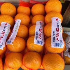 はっさくの画像