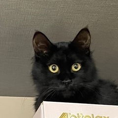 毛長黒猫ちゃん里親募集中です。交渉中です。