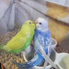 セキセイインコ4羽　キガシラアオハシインコ1羽