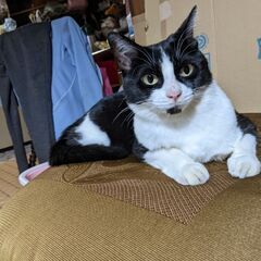 白黒　メスねこ探しています