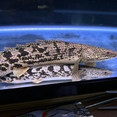 タイガーバンドデルヘッジ2匹格安