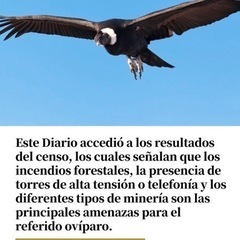 世界最大の鳥 アンデスコンドルとその保護活動の画像