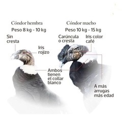 世界最大の鳥 アンデスコンドルとその保護活動の画像