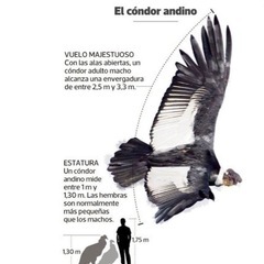 世界最大の鳥 アンデスコンドルとその保護活動の画像