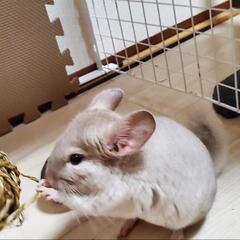 チンチラ♂2才３ヶ月　里親募集