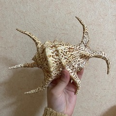 スイジ貝の画像