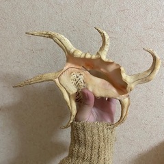 スイジ貝の画像