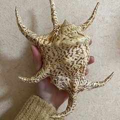 スイジ貝の画像