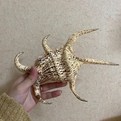 スイジ貝の画像